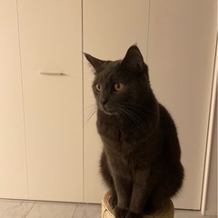 【仲良し2匹の家族募集中】ツンデレ男子＆甘えんぼ女子の癒しペアです - 猫
