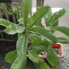 茂木ビワ苗木2本 約70cm・80cmの画像