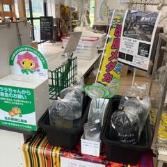 5/16日(金)本日メダカ出荷しました‼️戸田川緑地売店•陽だまり館(産直市場)　エサ　タモ網　ミジンコ - ペット