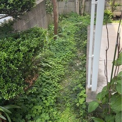 草刈り