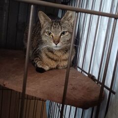 お母さん猫です