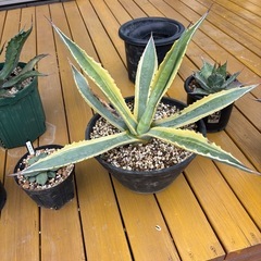 大株　青のリュウゼツラン　アメリカーナ　斑入り　バリエガーター　　1