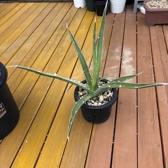 アガベ　大株　キシロナカンサ　子株付き