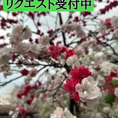 実家片付け中につき