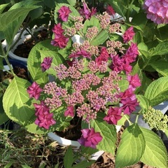 ブルーベリー苗や挿し穂を探しています！薔薇などの他の植物と交換し...