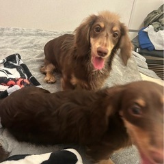 ダックス