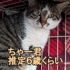 チャー君　オス　５月１８日㈰譲渡会in立川　すみれペットク…