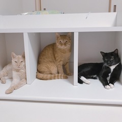 猫3匹