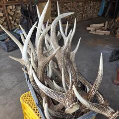 鹿角🦌　鹿全般買い取りしますよ🦌 - ペット