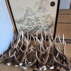 鹿角🦌　鹿全般買い取りしますよ🦌