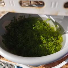 ③パールグラス　水草　バケツ分　