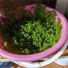 ④パールグラス　水草　バケツ分　