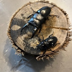 【即ブリ可】ツシマヒラタ　CBF1　ペア　67.5mm×37.0mm