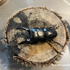 【即ブリ可】ツシマヒラタ　CBF1　ペア　67.5mm×37.0mmの画像