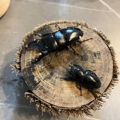 ツシマヒラタ　CBF1　♂単品　67.2mm×37.0mmの画像