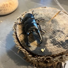 ツシマヒラタ　CBF1　♂単品　67.2mm×37.0mmの画像