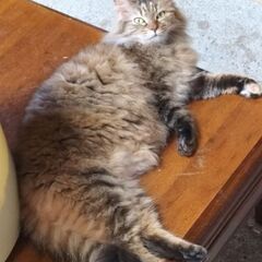 保護猫の里親募集　たぬたぬ