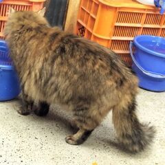 保護猫の里親募集　たぬたぬ - 猫