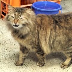 保護猫の里親募集　たぬたぬ − 愛媛県