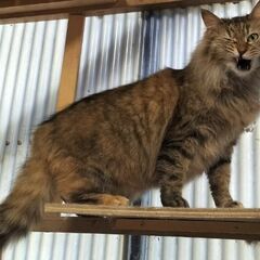 保護猫の里親募集　たぬたぬ - 里親募集