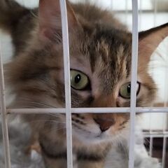 保護猫の里親募集　たぬたぬ - 大洲市