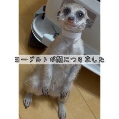 さすられるの好きな甘えん坊ミーアキャット - ペット