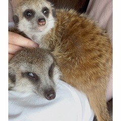 さすられるの好きな甘えん坊ミーアキャット - 古賀市