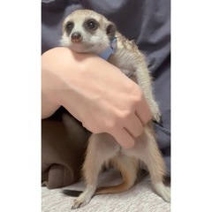 さすられるの好きな甘えん坊ミーアキャット − 福岡県