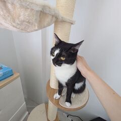 キャットタワー