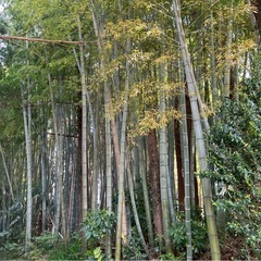 竹、あげます‼️
