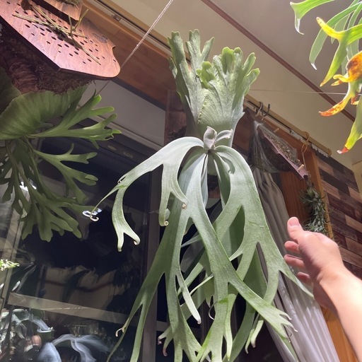 ビカクシダ　セーラービーナス×アンディナム