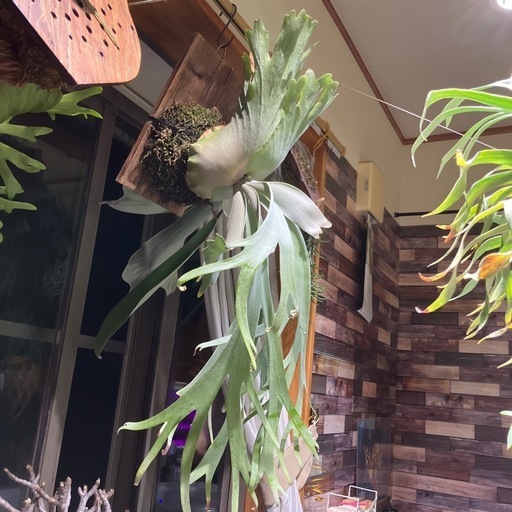 ビカクシダ　セーラービーナス×アンディナム