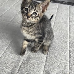 生後1ヶ月♡キュートなキジ3匹♡