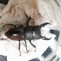 本土ヒラタクワガタ(狛江市産／オス単品)①