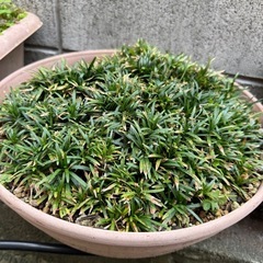 姫リュウ　植物　苗の画像