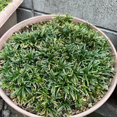 姫リュウ　植物　苗