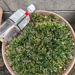 姫リュウ　植物　苗の画像