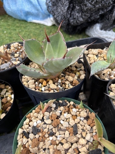 アガベジェントリージョーズパラサナモンタナロストラータチタノタ