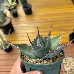 パラサナ　選抜