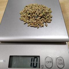 お米の種（種籾）の画像