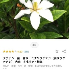クチナシの木(鉢植え②の画像