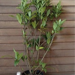 クチナシの木(鉢植え②の画像