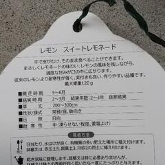 ㉒レモンの木(スイートレモネード)
