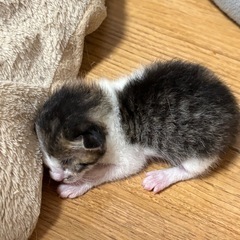 子猫3匹 里親募集！！！