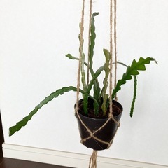 観葉植物　
フィッシュボーンカクタス