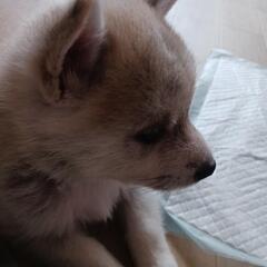 １ヶ月の子犬です。