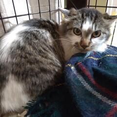 ふぶきちゃん  長毛ねこ 