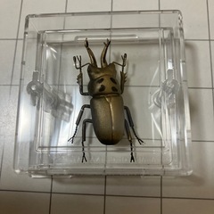 【引き取り限定】クワガタフィギア差し上げます
