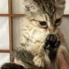 可愛いニャンズ🐱