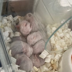 ハムスターの里親募集